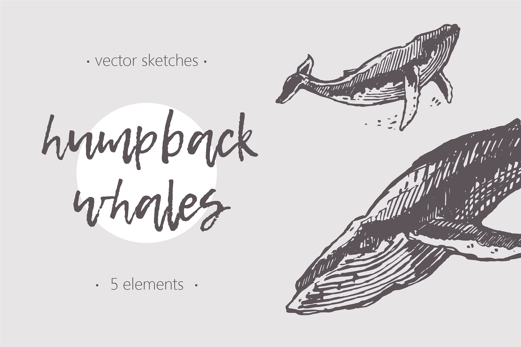 鲸鱼的素描插画 Sketches of humpback w
