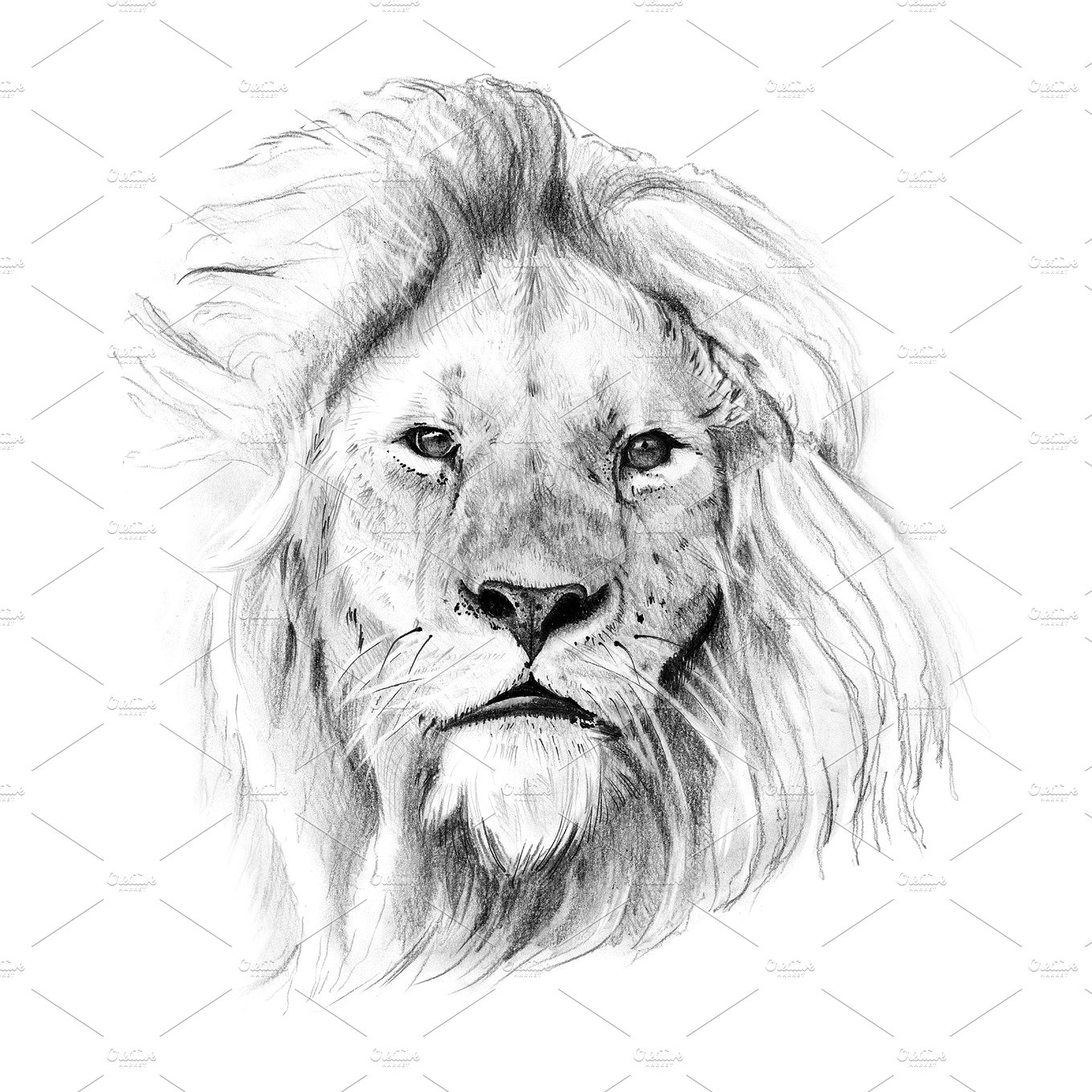 狮子素描插画 Portrait of lion drawn
