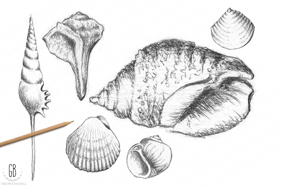 海洋贝壳素描素材 Shells, handdrawn pen