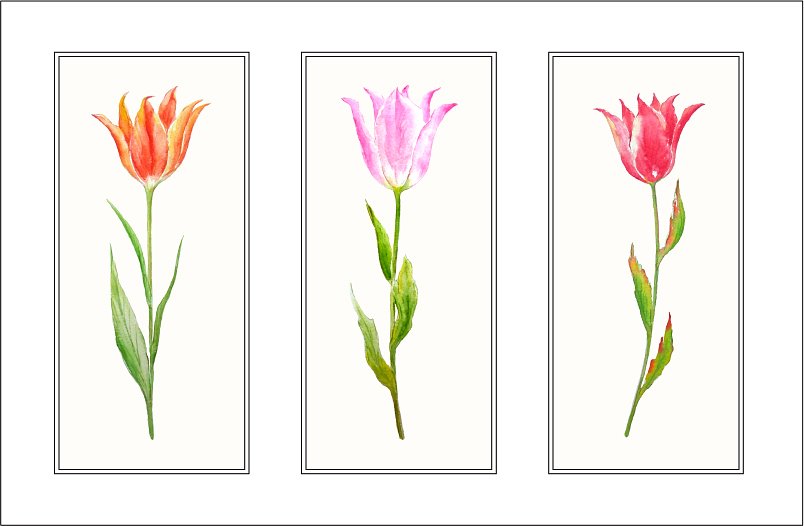 水彩春季花卉插画 Watercolour Tulip Spr