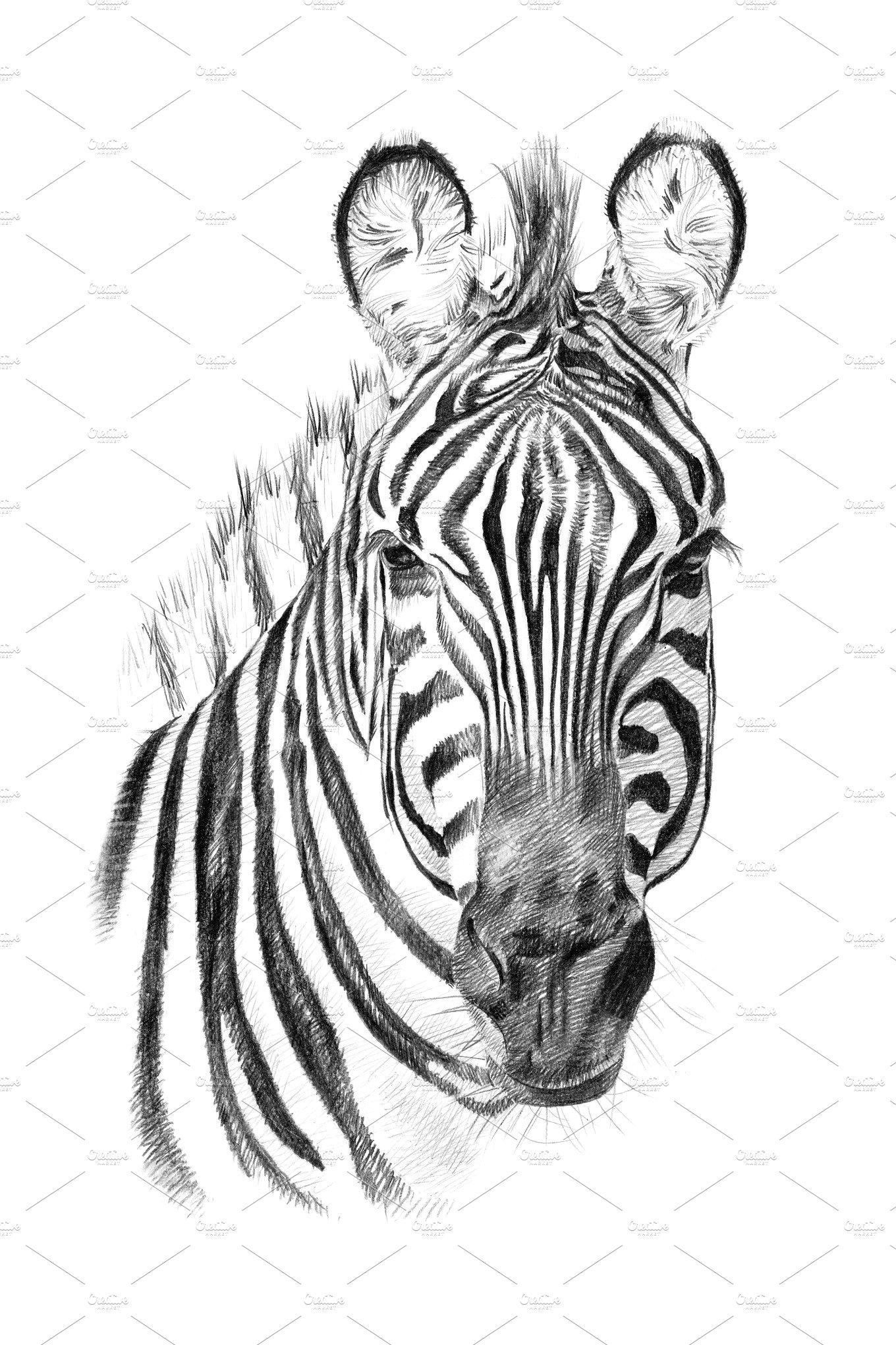 用手画的斑马肖像插画 Portrait of zebra d