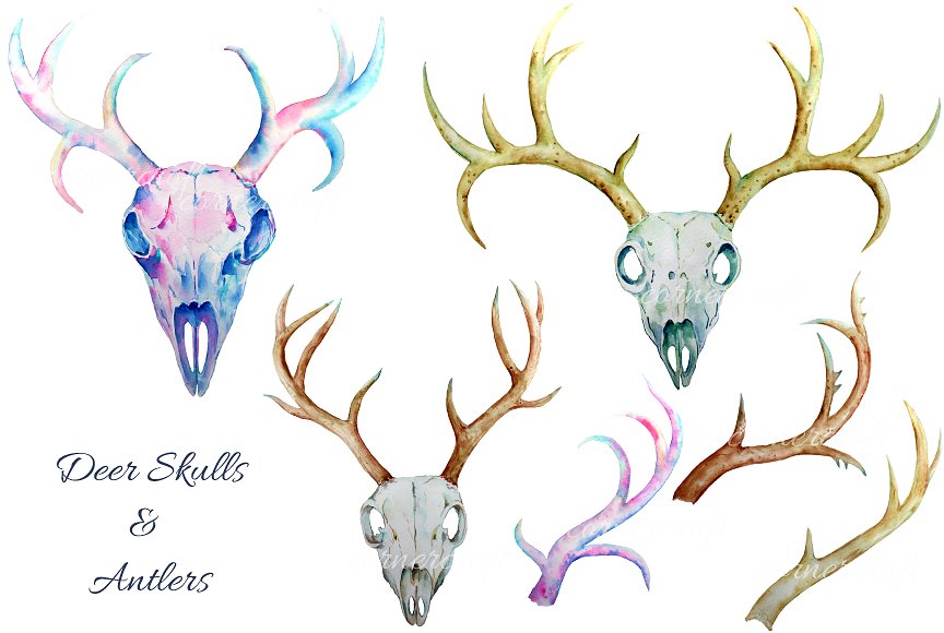水彩鹿角插画 Watercolor Deer Skull c