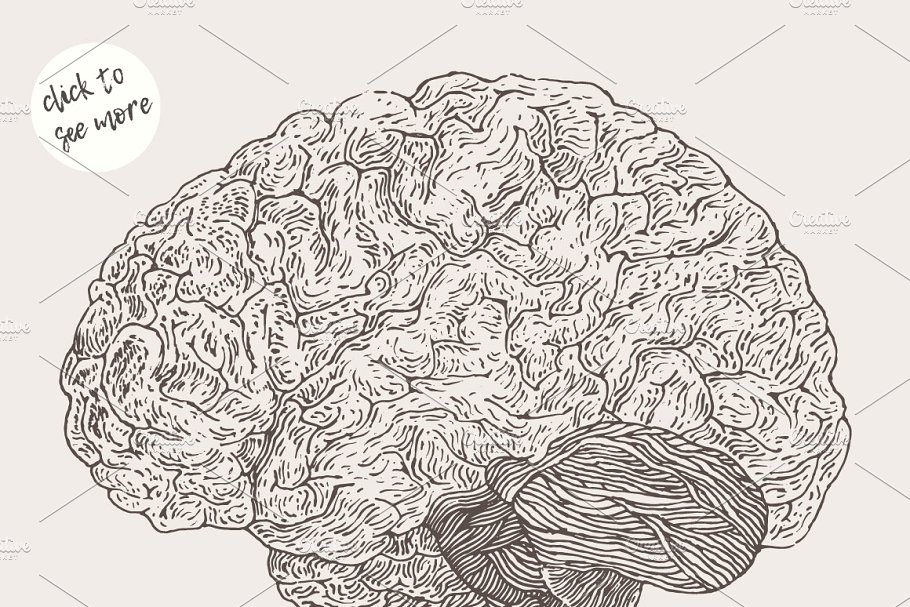 人脑与颅骨素描素材 Human brain and skul