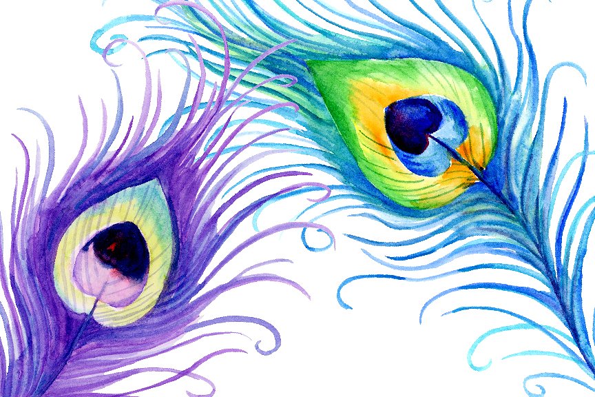 手绘水彩孔雀羽毛设计素材Watercolor Peacock