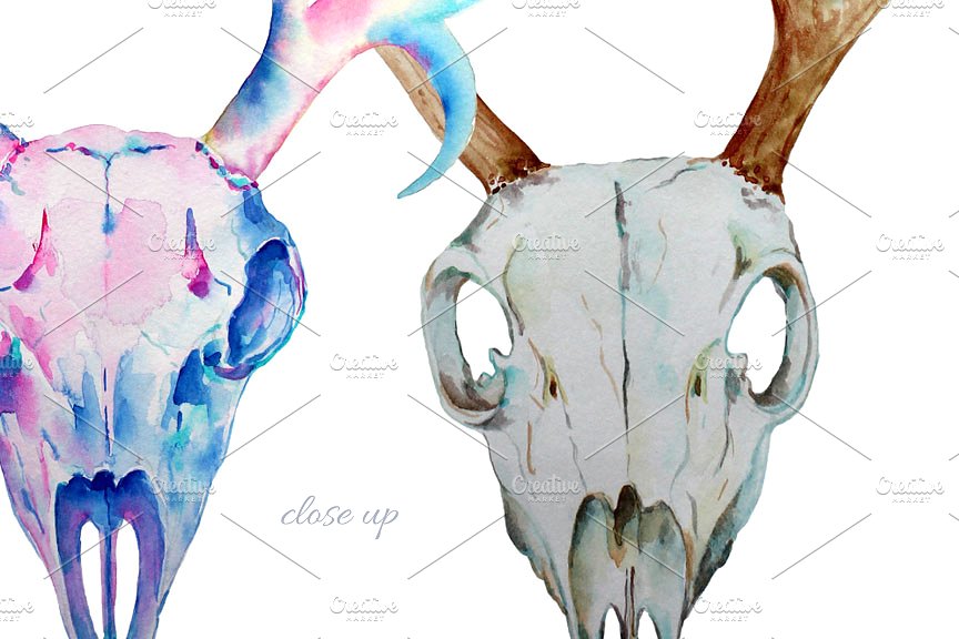 水彩鹿角插画 Watercolor Deer Skull c
