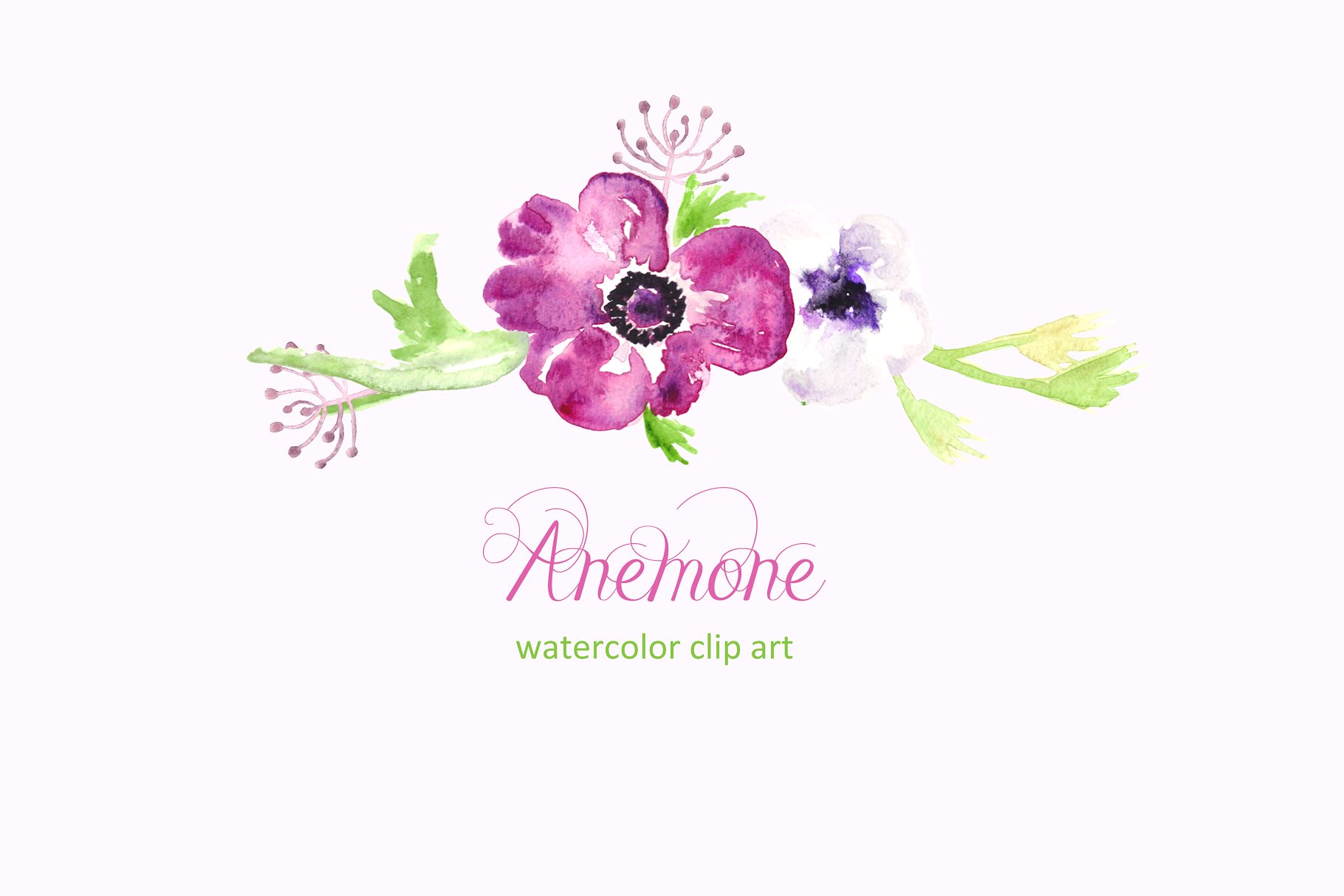 水彩花卉插画 Anemone watercolor clip
