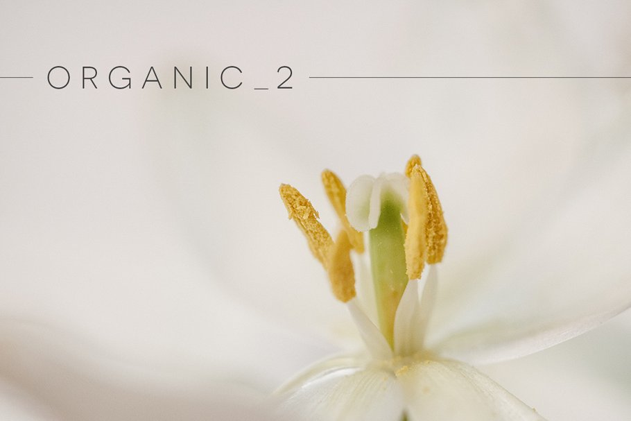 花蕾图片 Organic  #138871