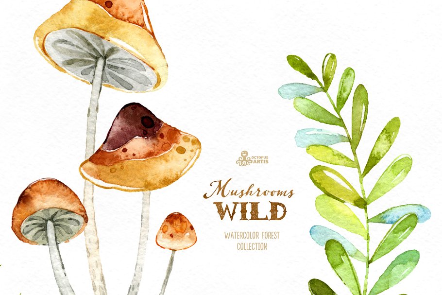 森林蘑菇图形套装 Wild Mushrooms. Fores