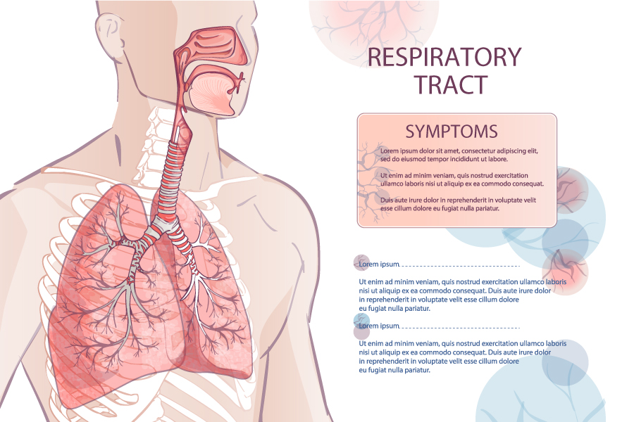 人体呼吸道系统医疗卫生解剖插画01