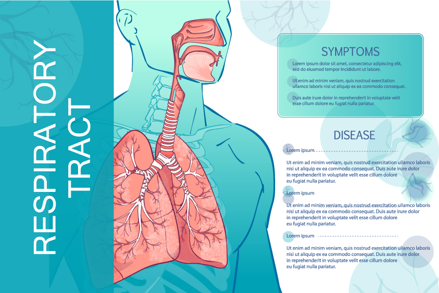 人体呼吸道系统医疗卫生解剖插画02