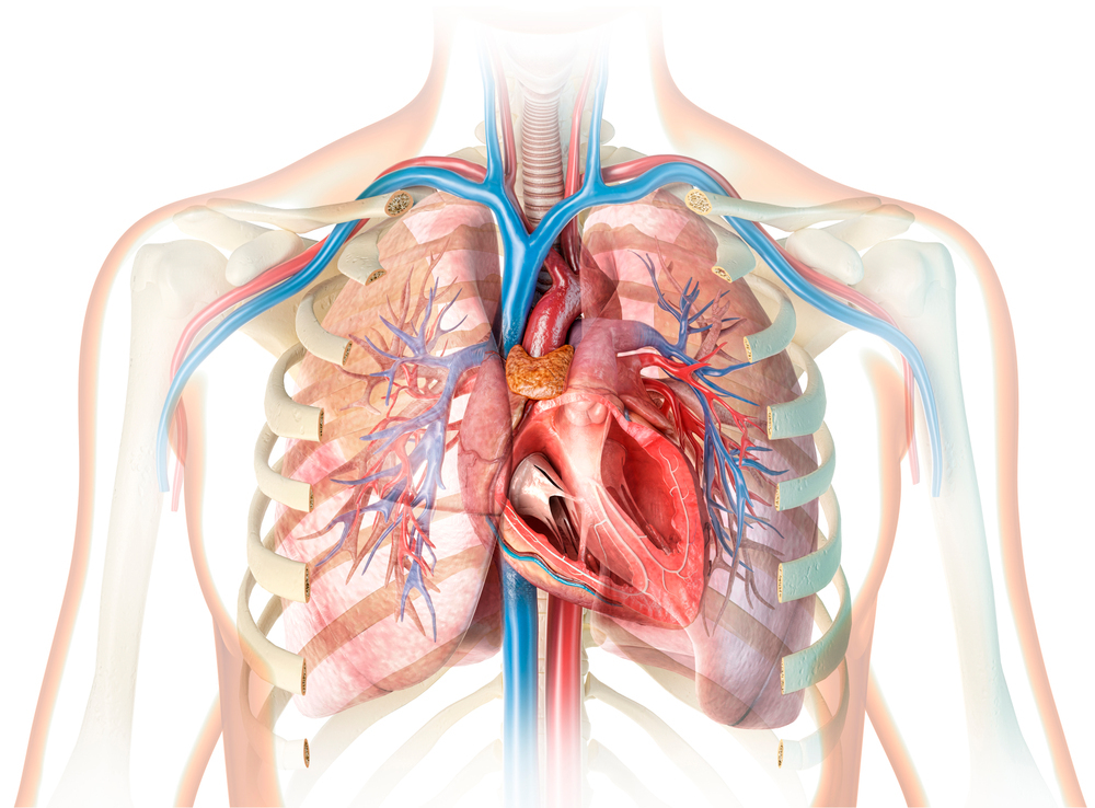 一组人体器官心脏冠动脉人体解剖剖面图