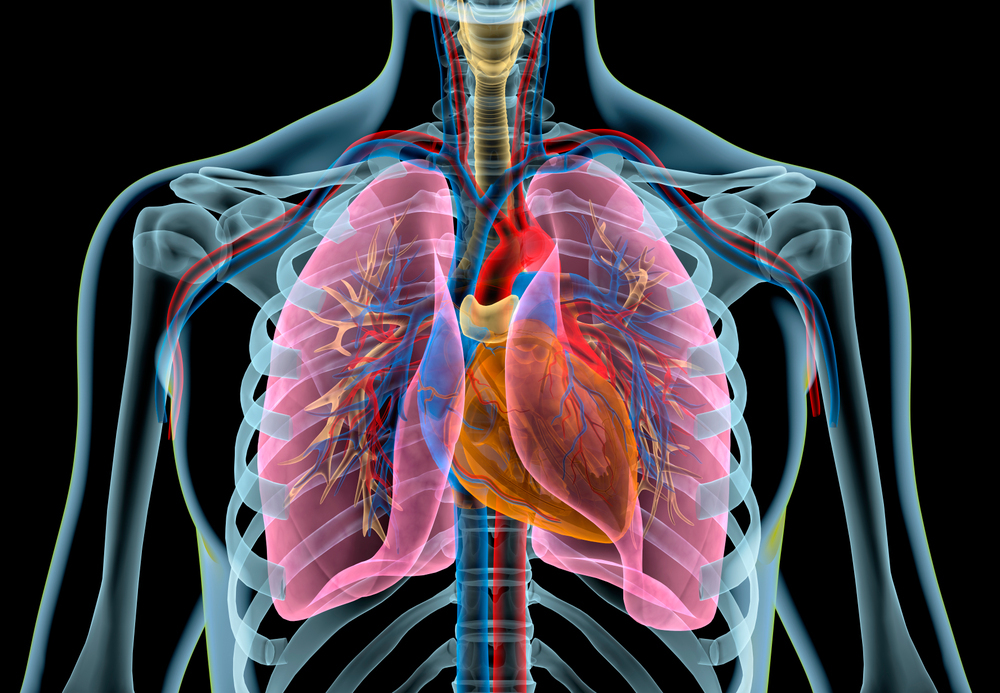 心脏肺脏功能人体器官透视剖面图