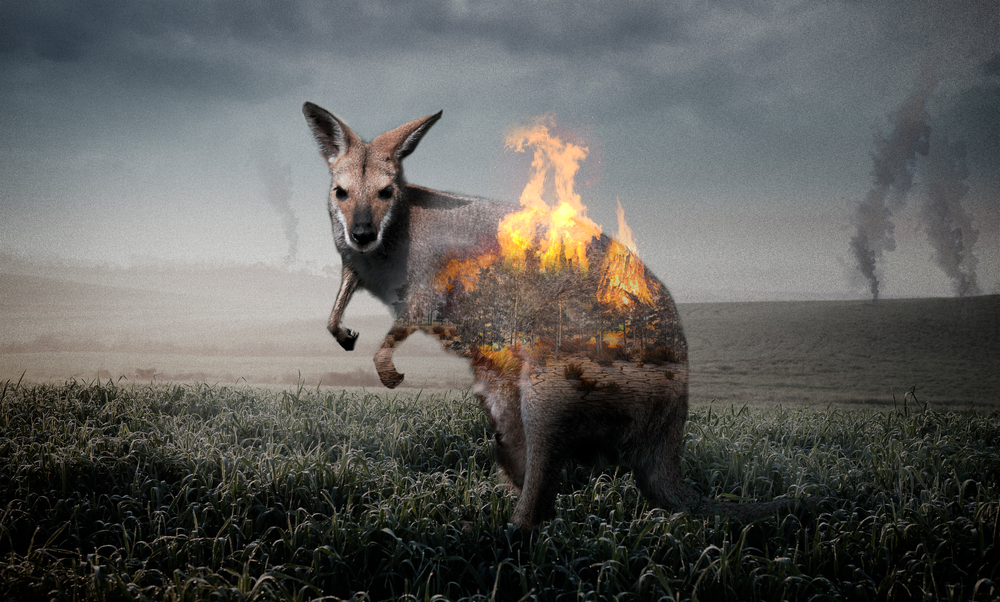 澳大利亚火灾环境污染危害动物海报
