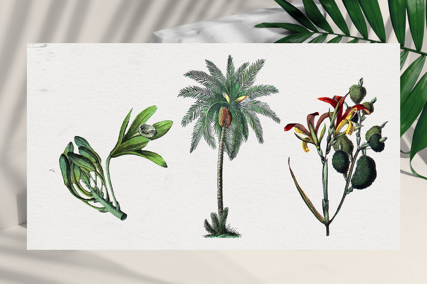 清新复古风格的热带植物棕榈树植物插画