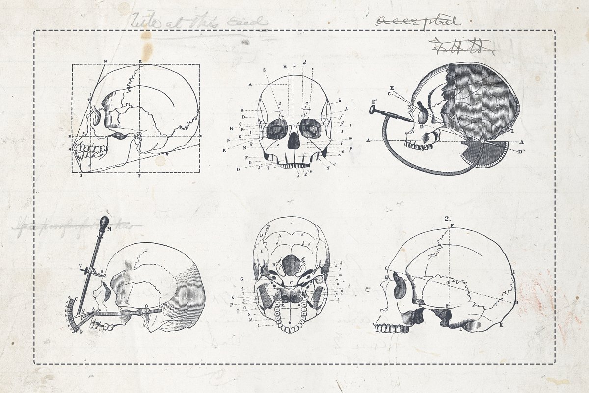 人类颅骨标本复古矢量插画素材