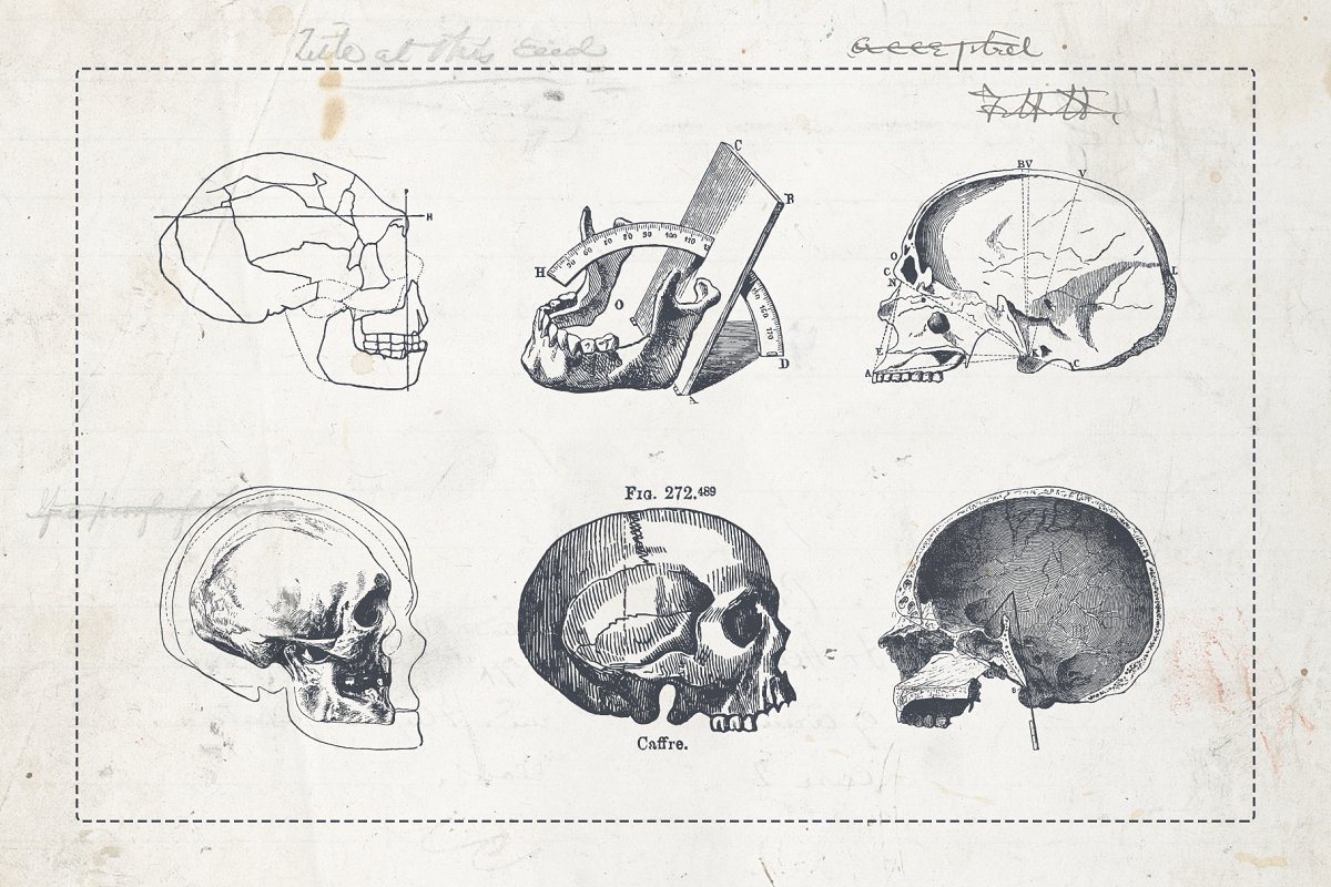 人类颅骨标本复古矢量插画素材