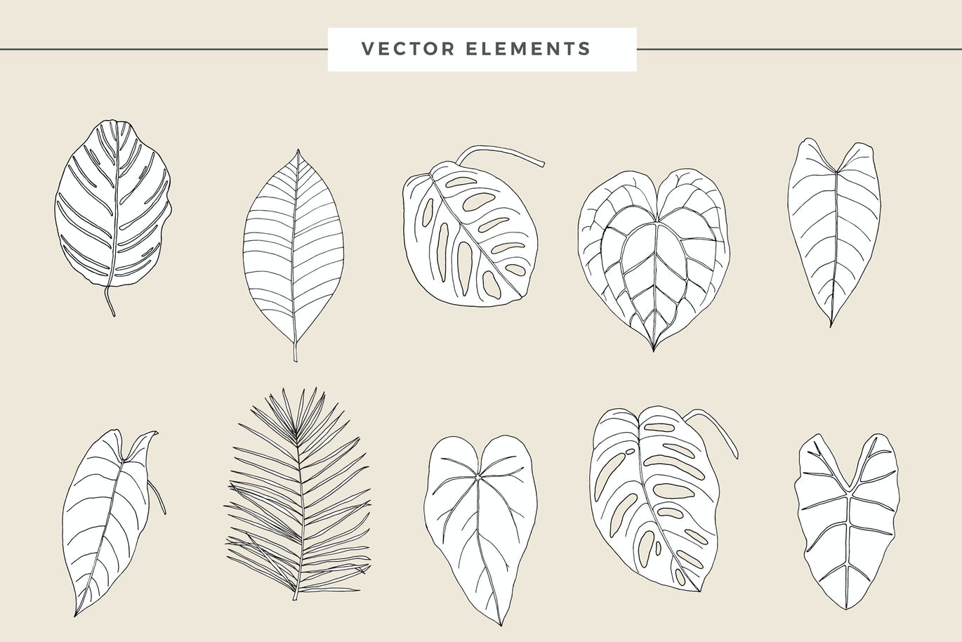 时尚高端简约优雅清新的高品质热带植物树叶矢量背景底纹纹理集合
