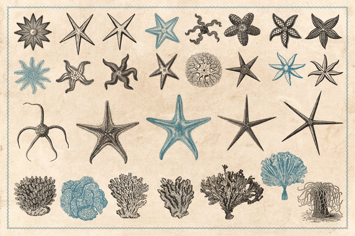 154张手绘复古海洋鱼类贝壳珊瑚等生物插画 Vintage