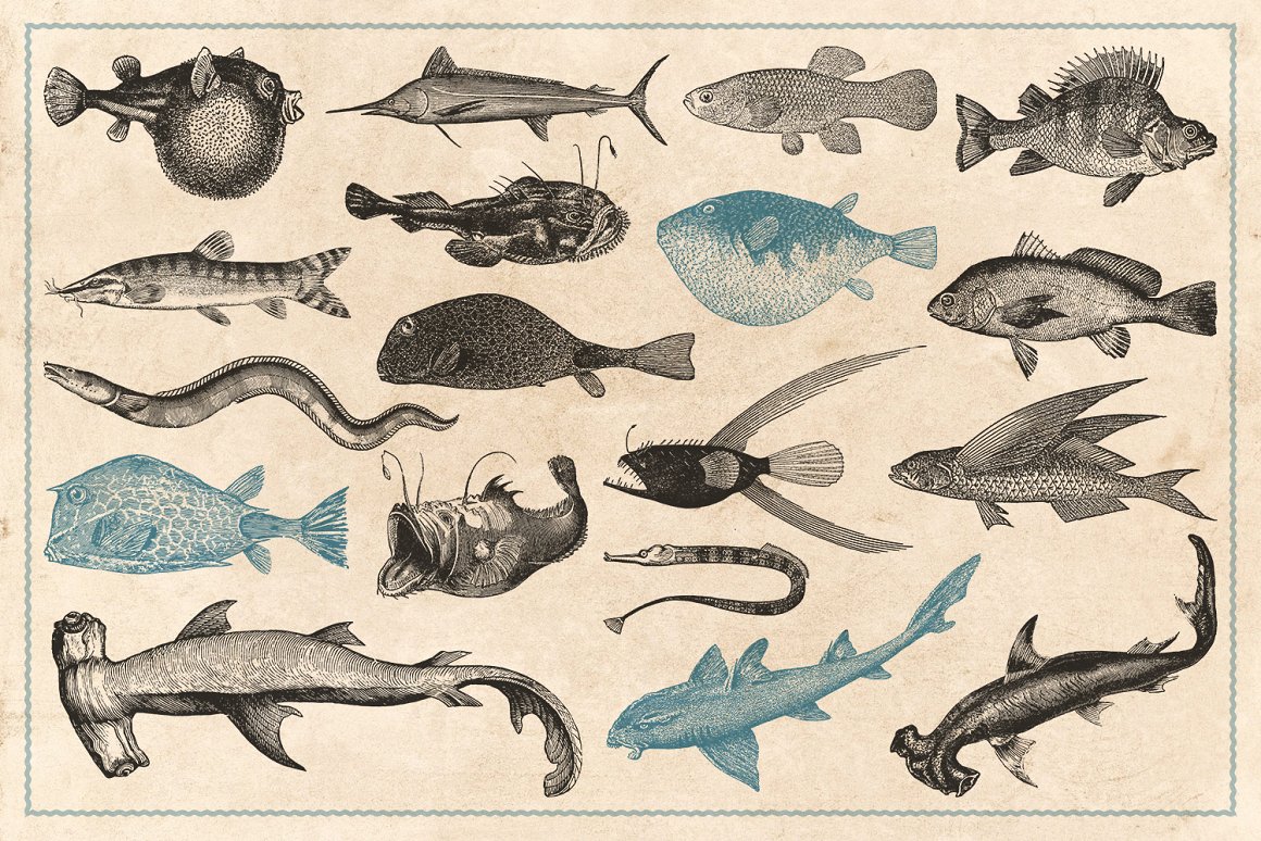154张手绘复古海洋鱼类贝壳珊瑚等生物插画 Vintage