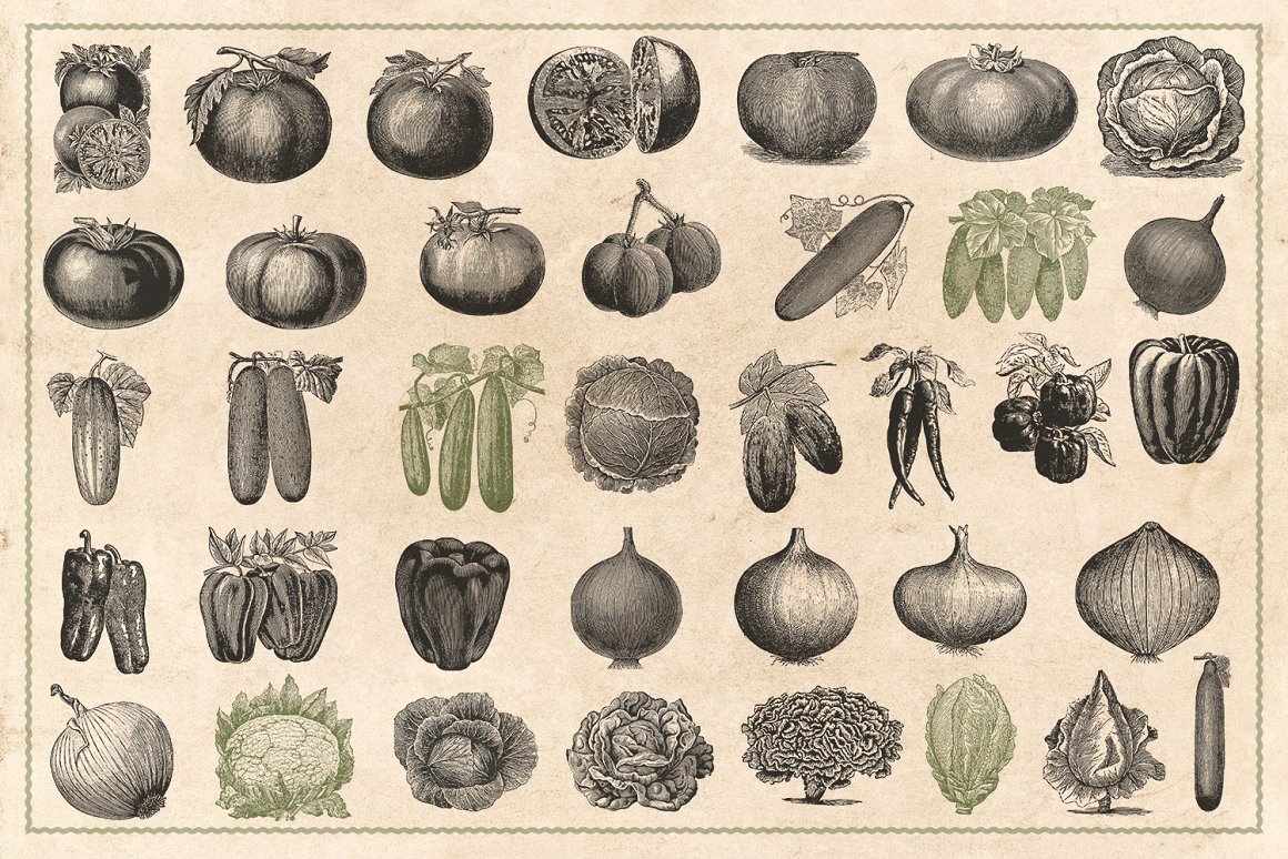 150张手绘复古蔬菜草药矢量插画素材 Vintage Veg