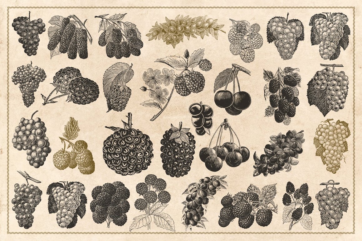 120幅手绘古董复古水果浆果坚果等矢量插画素材 Vintag