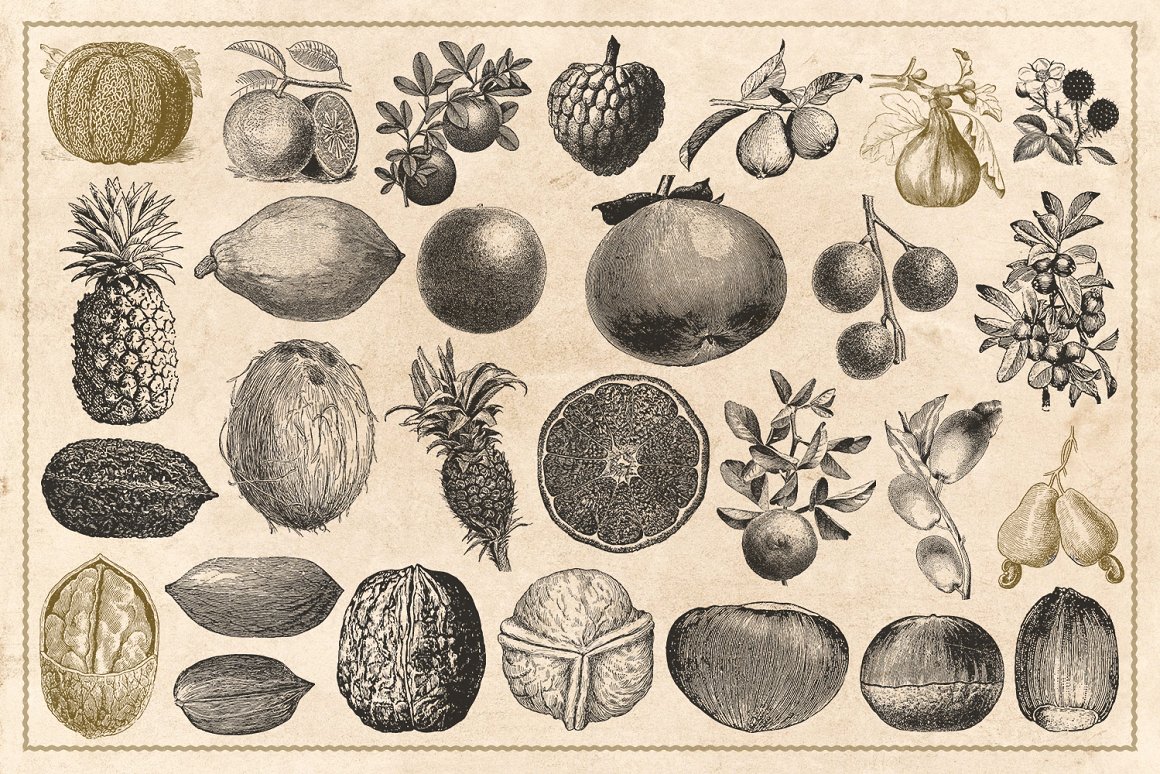120幅手绘古董复古水果浆果坚果等矢量插画素材 Vintag