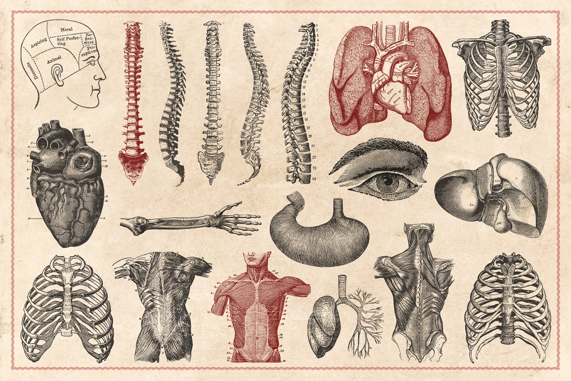 100幅手绘复古风解剖学和生理学矢量插画素材 Vintage