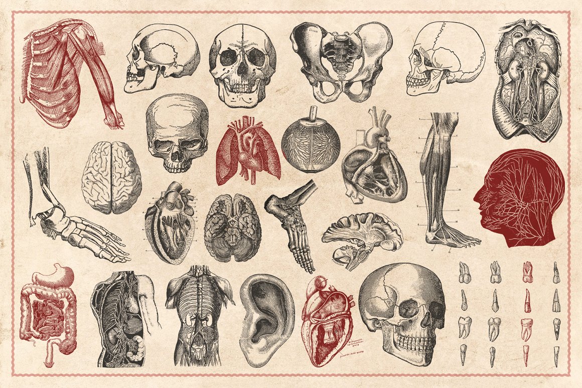 100幅手绘复古风解剖学和生理学矢量插画素材 Vintage