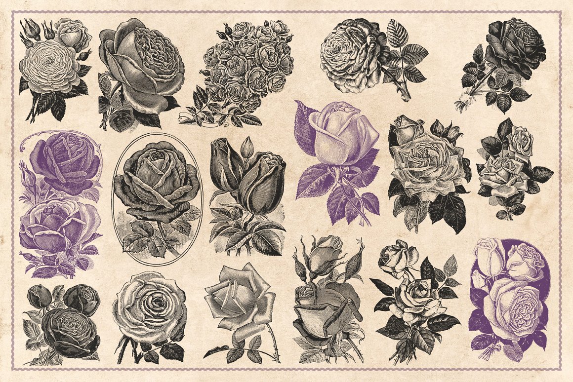 70幅手绘复古玫瑰花矢量插画素材 Vintage Rose