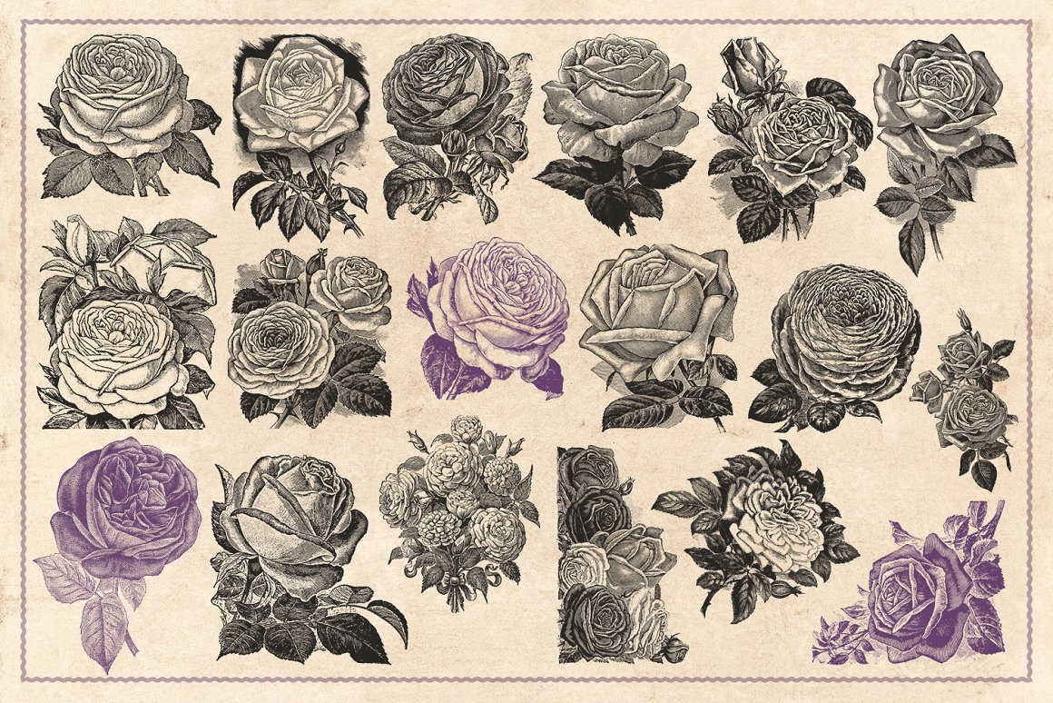 70幅手绘复古玫瑰花矢量插画素材 Vintage Rose