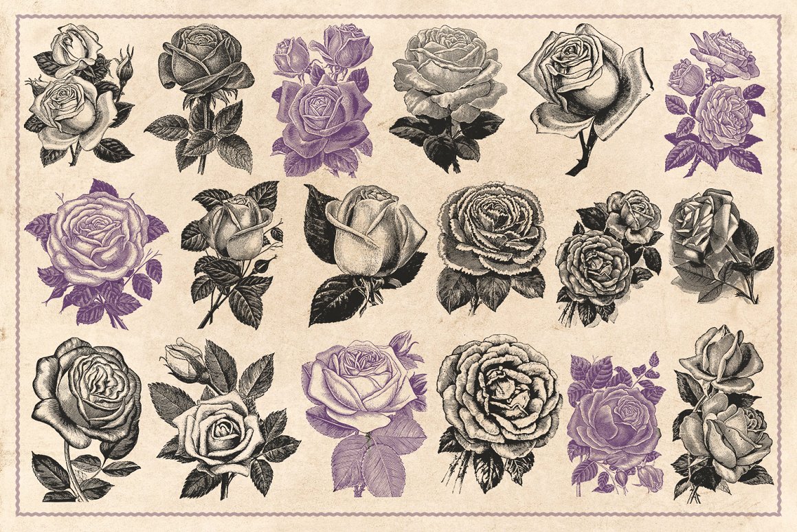 70幅手绘复古玫瑰花矢量插画素材 Vintage Rose