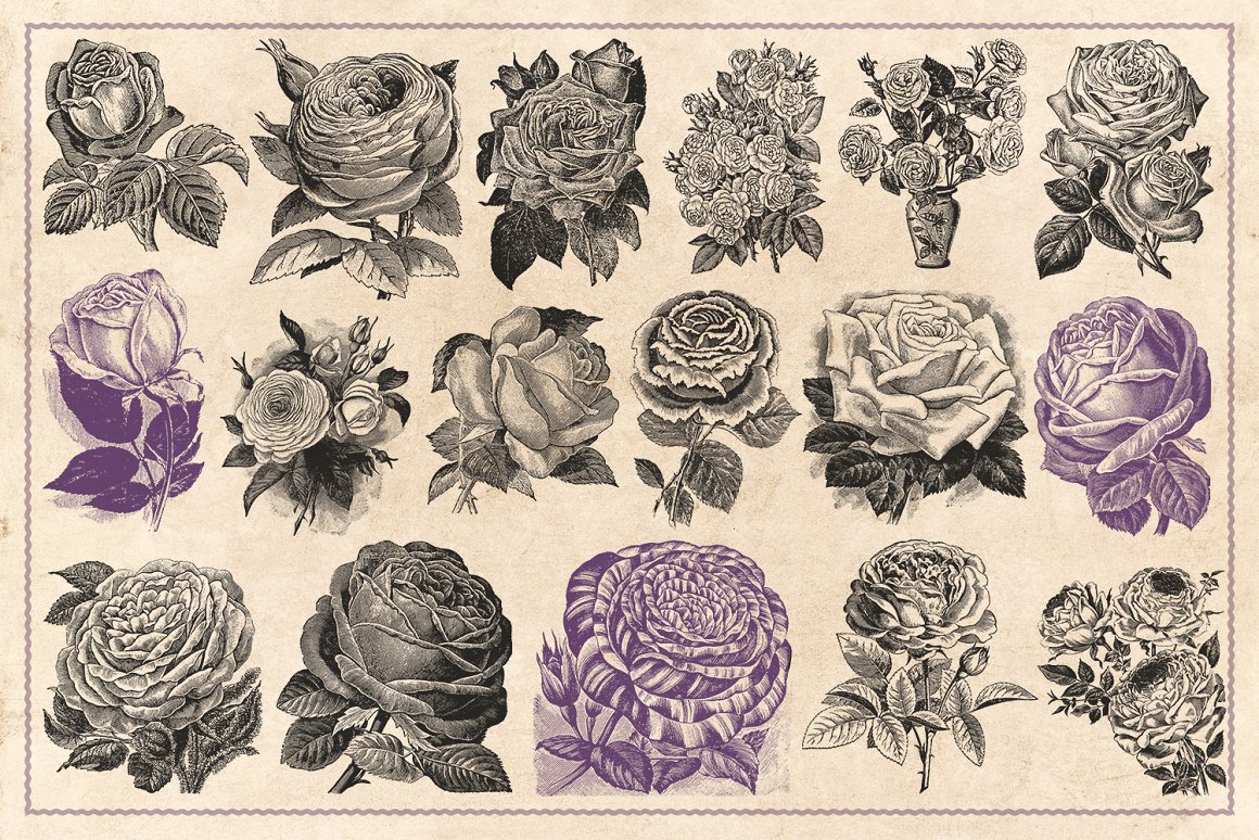 70幅手绘复古玫瑰花矢量插画素材 Vintage Rose