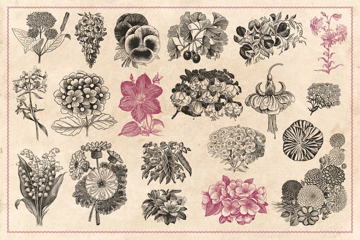 110幅手绘复古各种品种花朵树叶树枝矢量插画 Vintage
