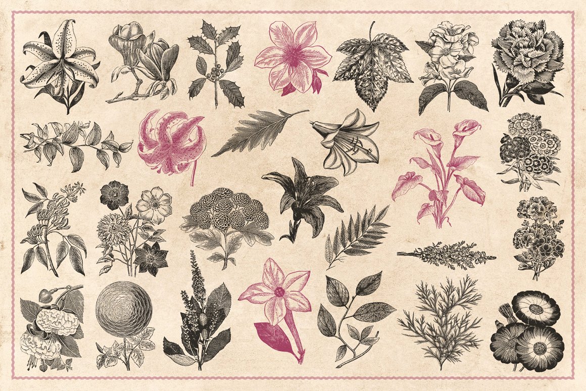 110幅手绘复古各种品种花朵树叶树枝矢量插画 Vintage