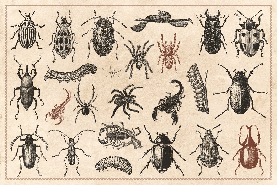 176幅手绘复古野生动物爬行动物鸟类昆虫蜘蛛等动物矢量插画