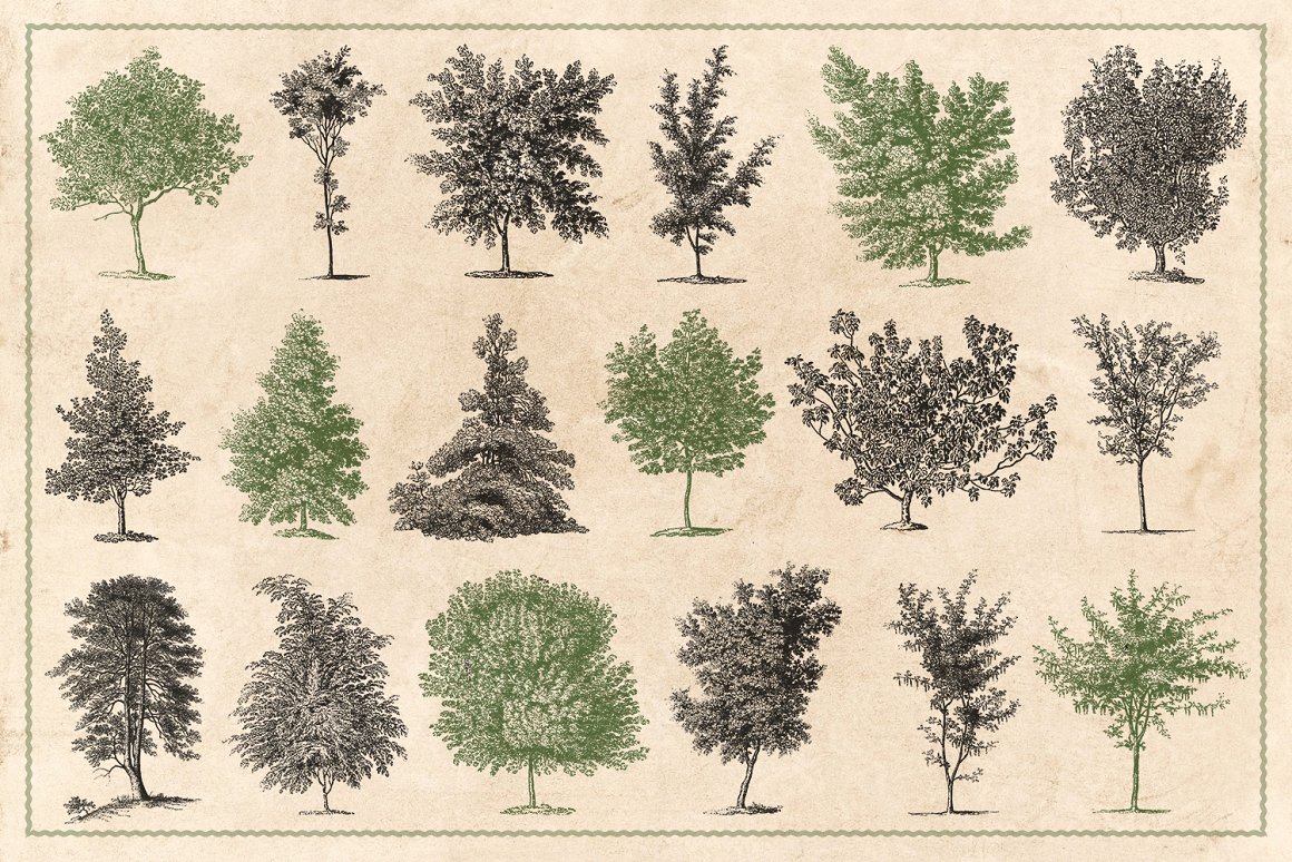 122幅复古多品种树木灌木手绘矢量插画素材 Vintage