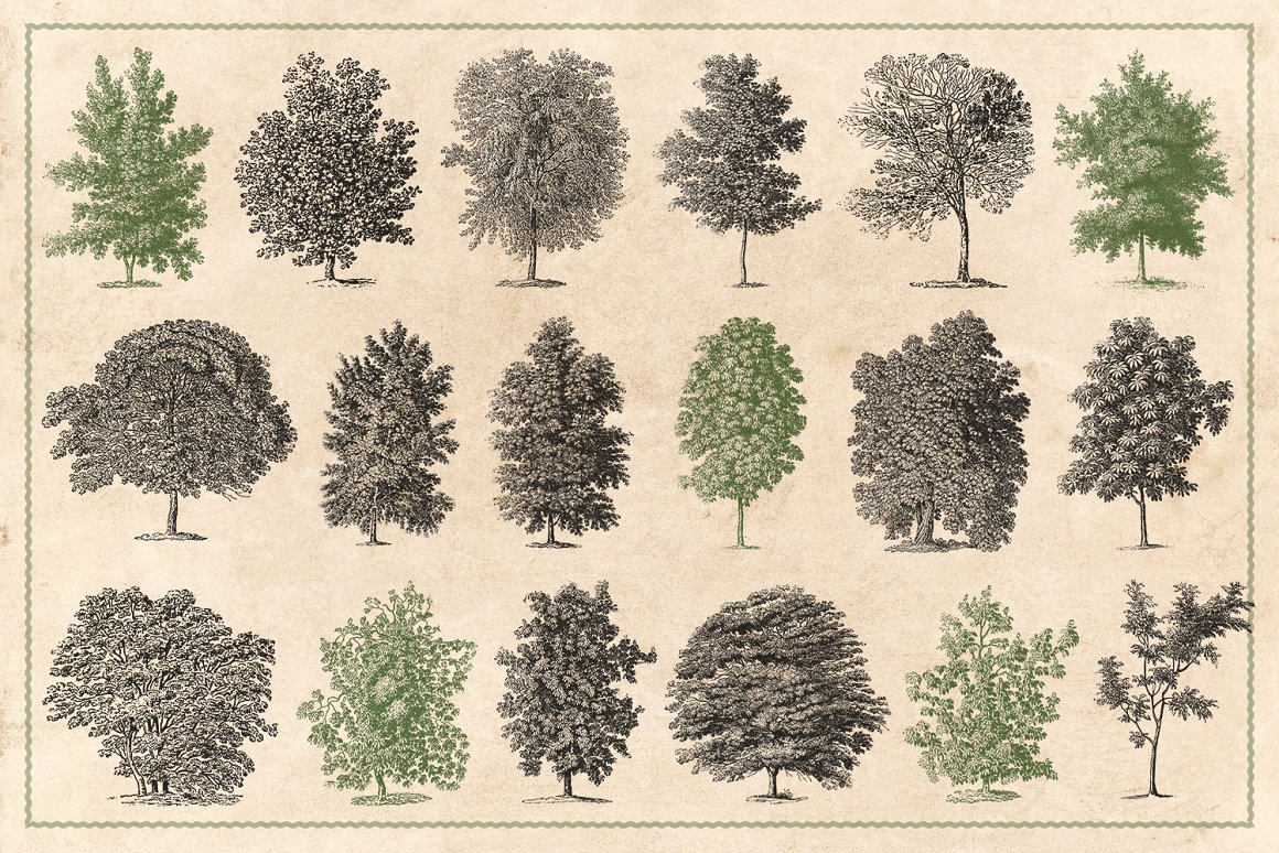 122幅复古多品种树木灌木手绘矢量插画素材 Vintage