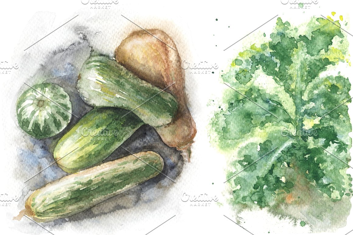 水彩手绘向日葵西兰花白菜等有机食品剪贴画素材 Natural