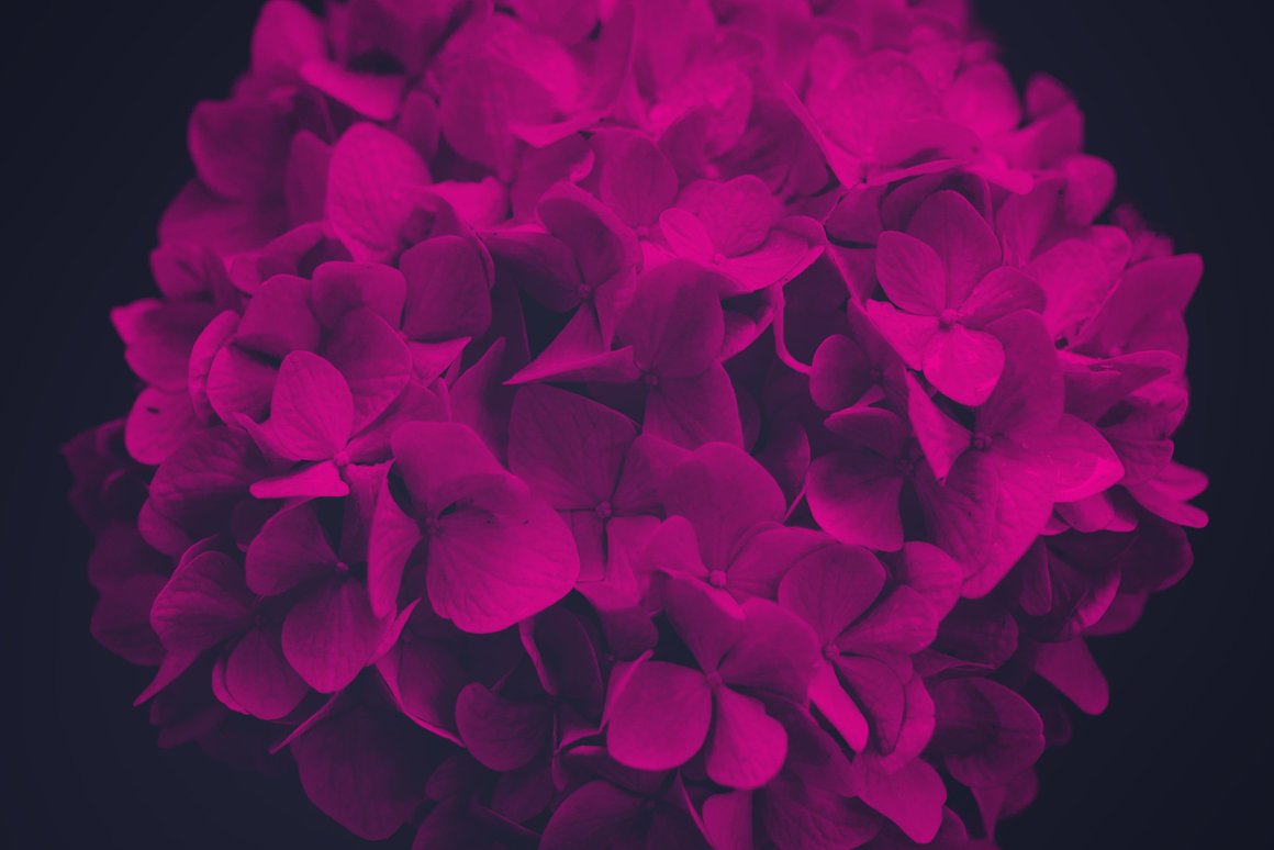 复古风创意玫瑰紫丁香花卉笔刷PS画笔素材 Elegant F