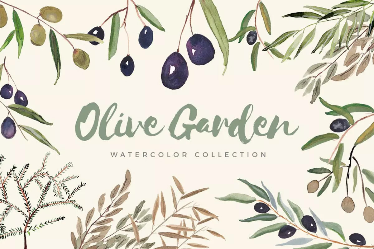 橄榄系列插画 Olive Garden Watercolor