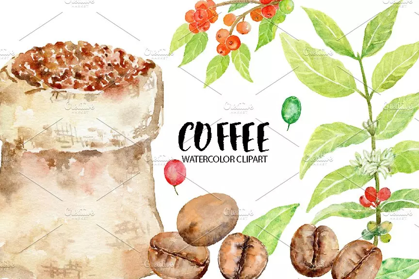 手绘水彩咖啡豆种植 Watercolor Coffee Be