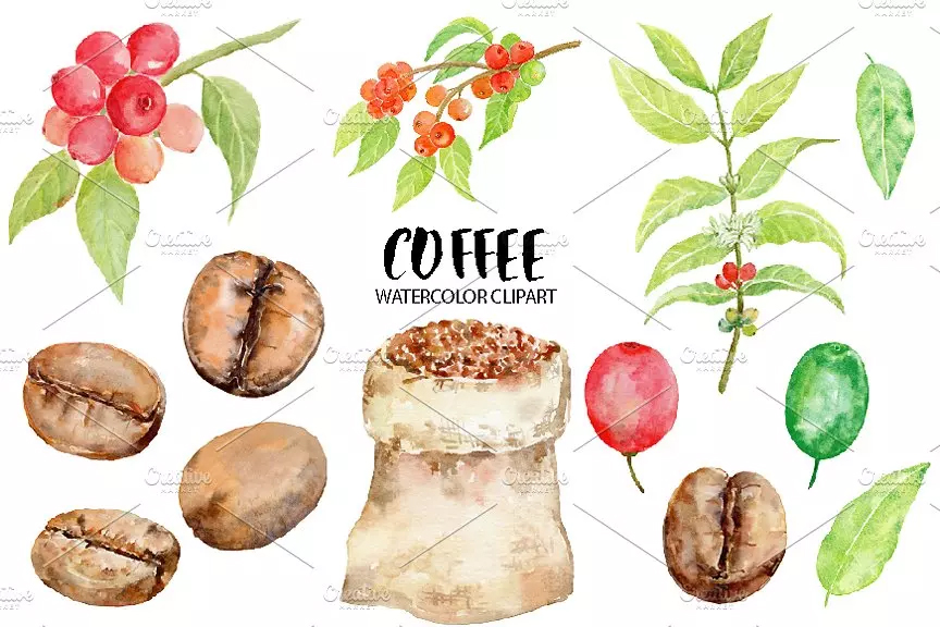 手绘水彩咖啡豆种植 Watercolor Coffee Be