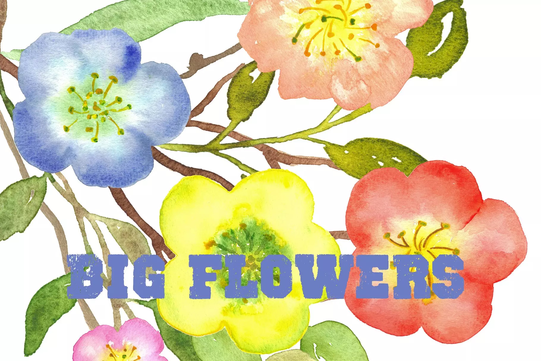 水彩手绘花卉艺术设计素材 Big Flowers water