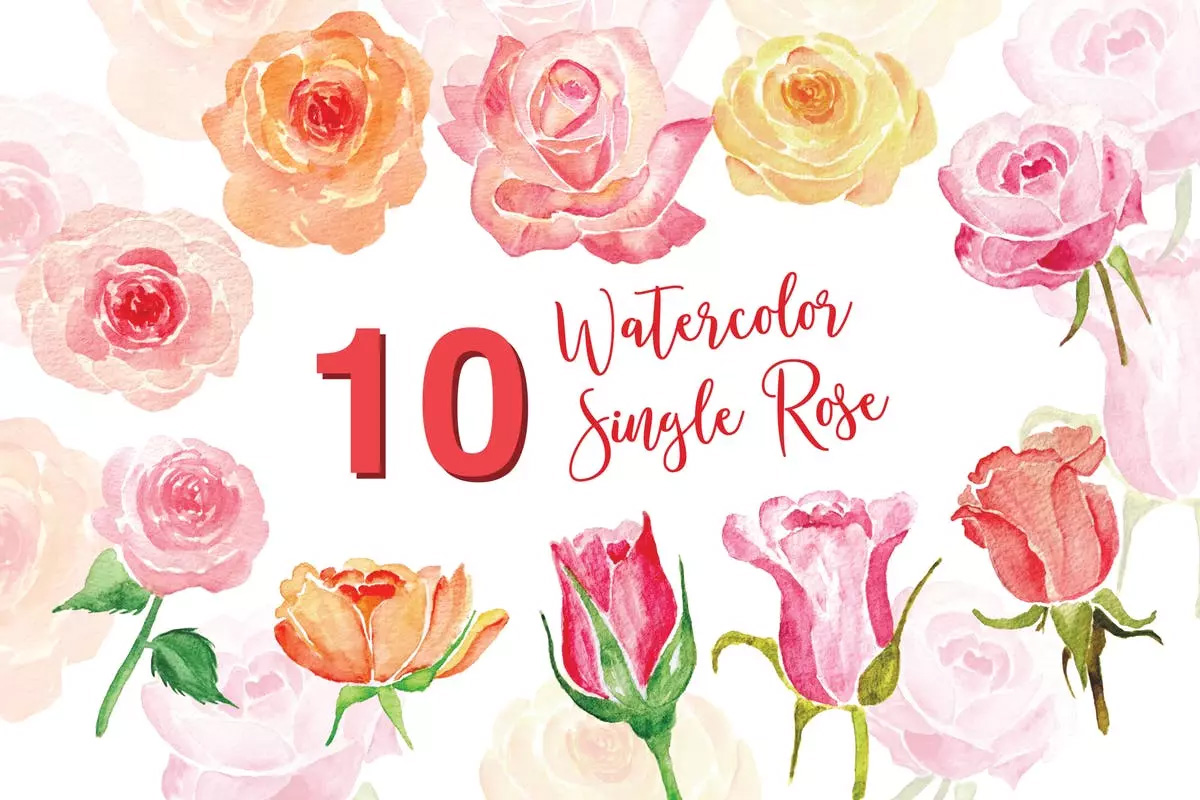10个单株玫瑰水彩插画 10 Watercolor Sing