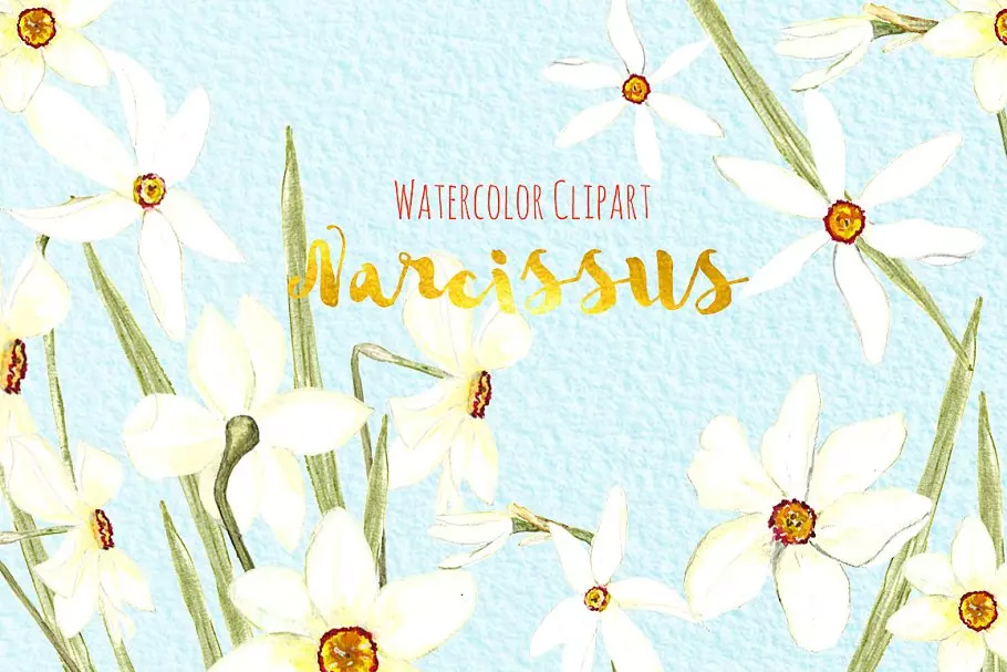 白水仙水彩剪贴画 White Narcissus Water