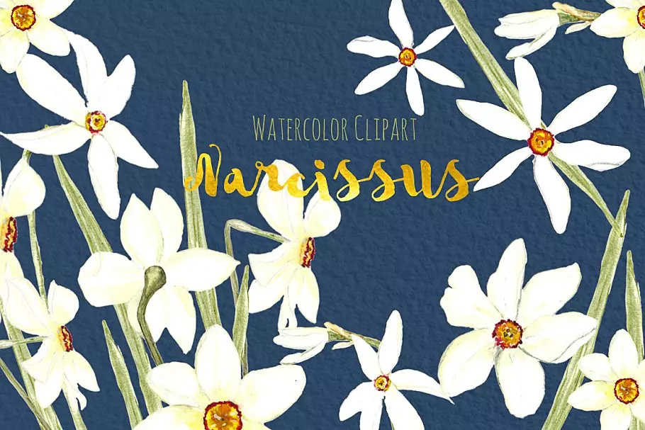 白水仙水彩剪贴画 White Narcissus Water