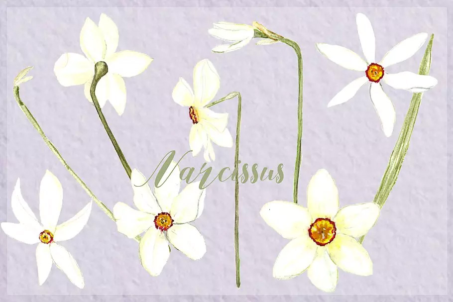 白水仙水彩剪贴画 White Narcissus Water