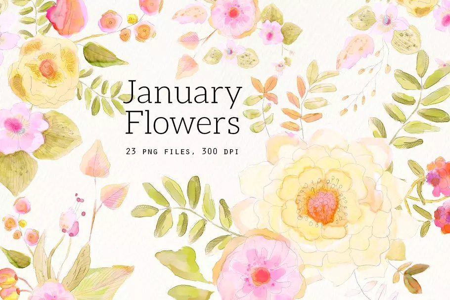 手绘水彩花卉剪贴画 January Flowers