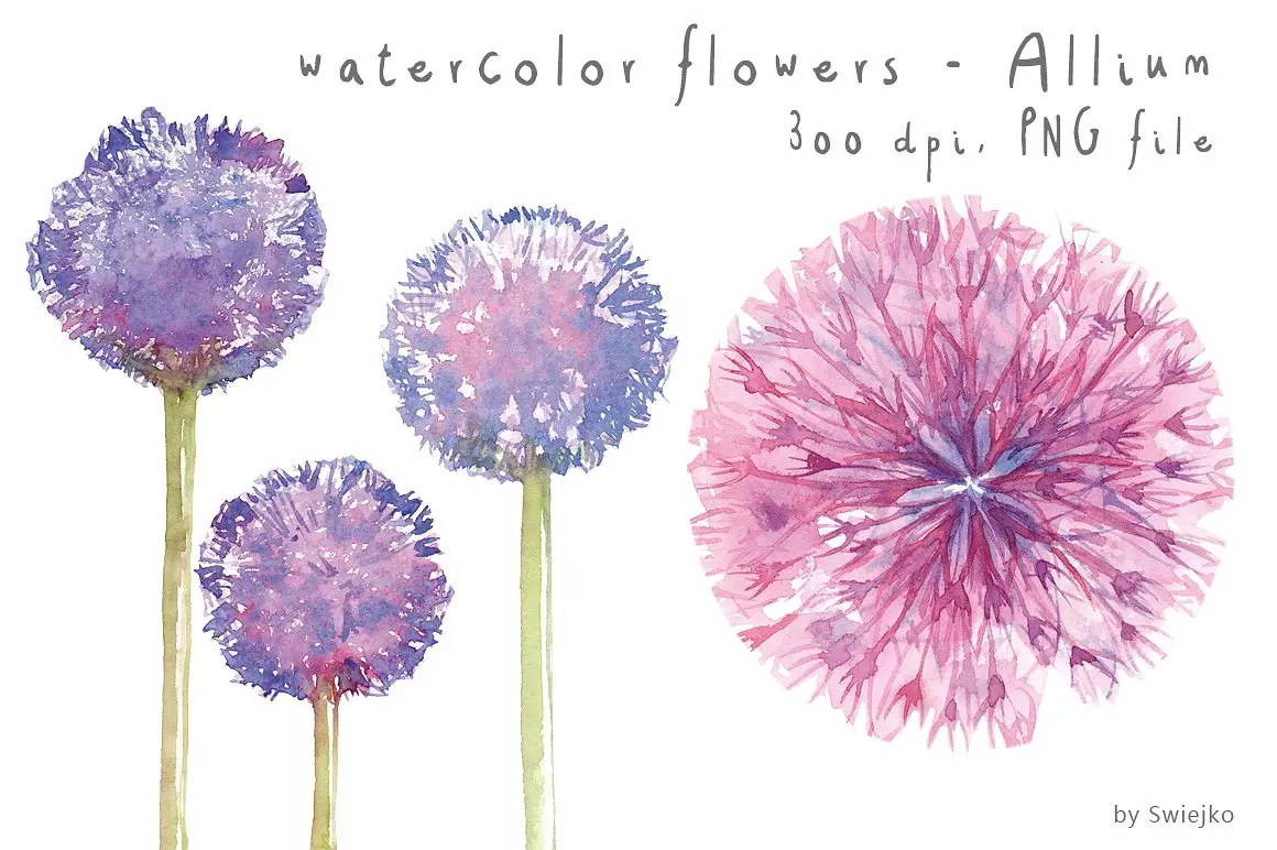 水彩蒲公英剪贴画 Watercolor Flowers F