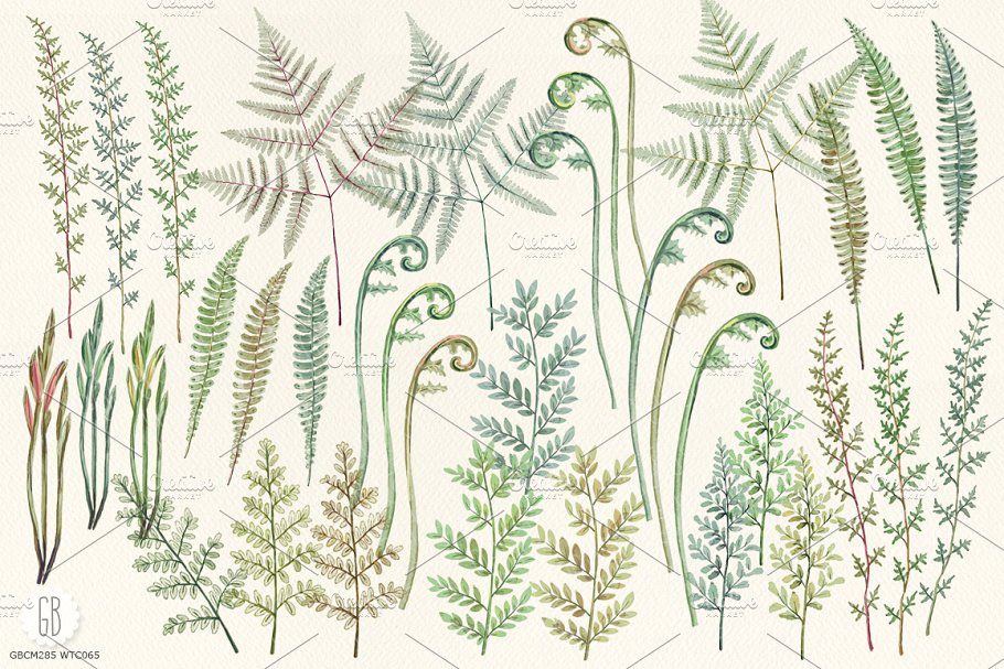 蕨类植物水彩画 Watercolor fern art